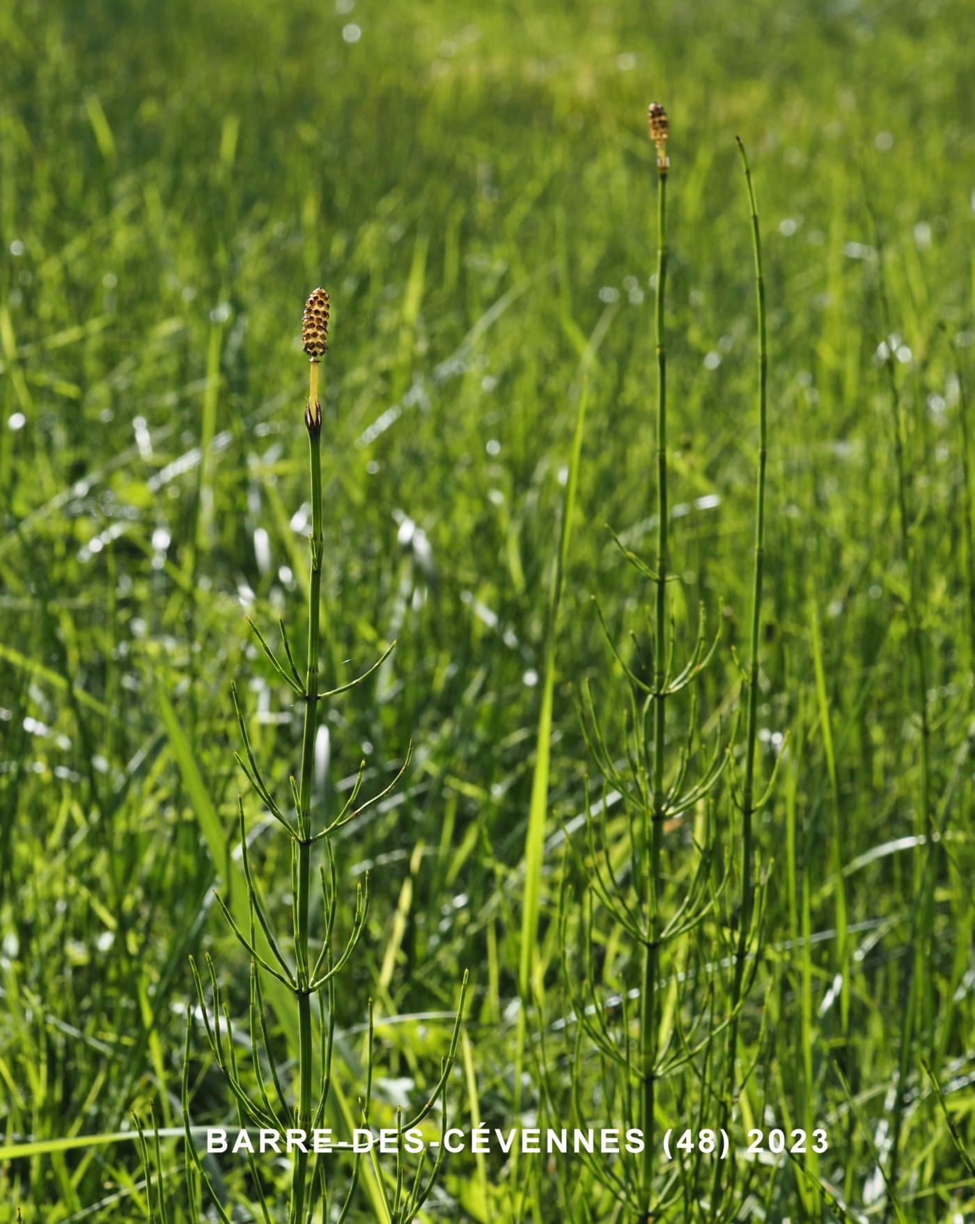 Horsetail, Marsh plant